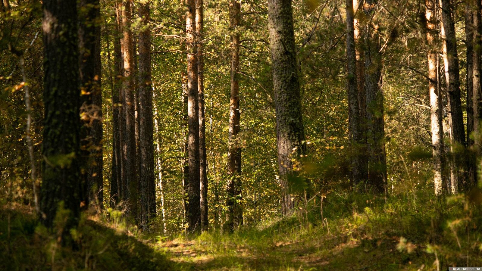 Быстрорастущие леса: Кремль рассмотрит создание генно-модифицированных плантаций