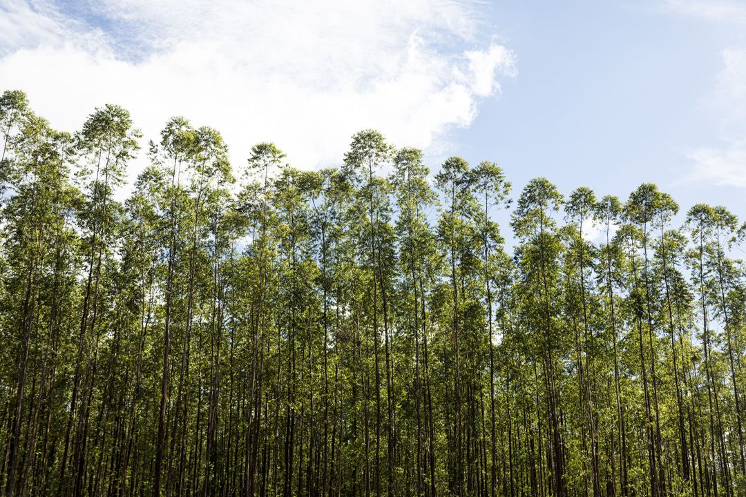 Suzano сообщает о росте продаж на 20% при снижении себестоимости на 7% в третьем квартале 2025 года