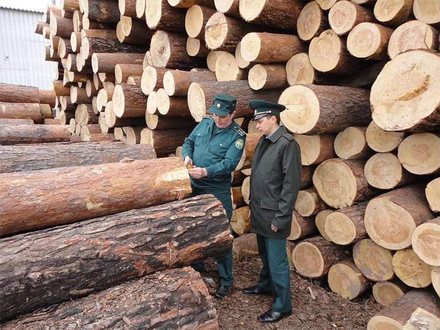 Оборот древесины в России: что ждет лесопользователей?