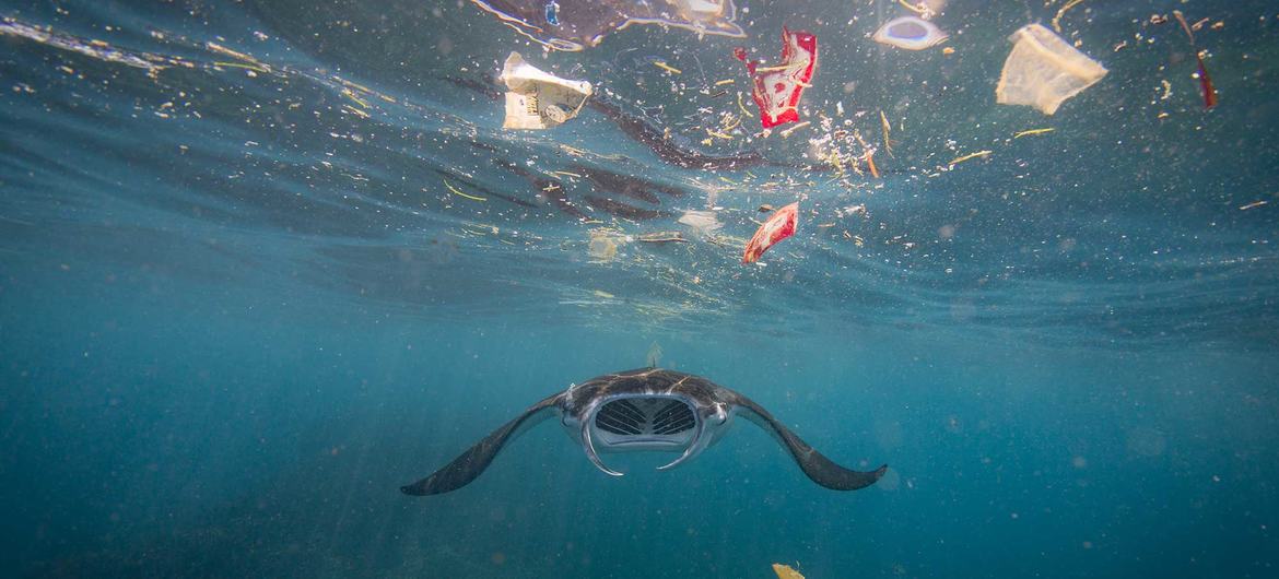 Стартовал пятый этап переговоров по глобальному соглашению о борьбе с пластиковым загрязнением 