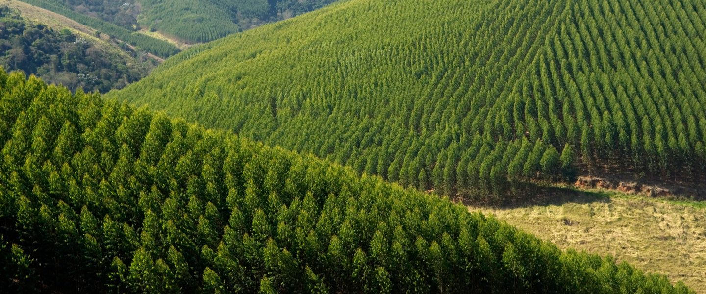 Лесная промышленность Латинской Америки: глобальные изменения и требования устойчивого развития