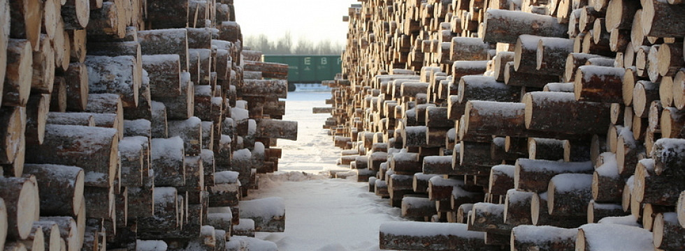 Идет-гудет зеленый бум: российским лесом заинтересовались инвесторы
