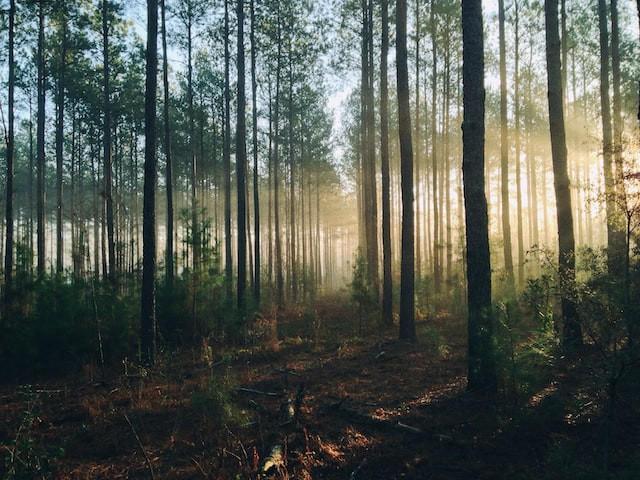 Stora Enso подписала заявление Business for Nature с просьбой к открытому информированию организаций о своих действиях на природу 