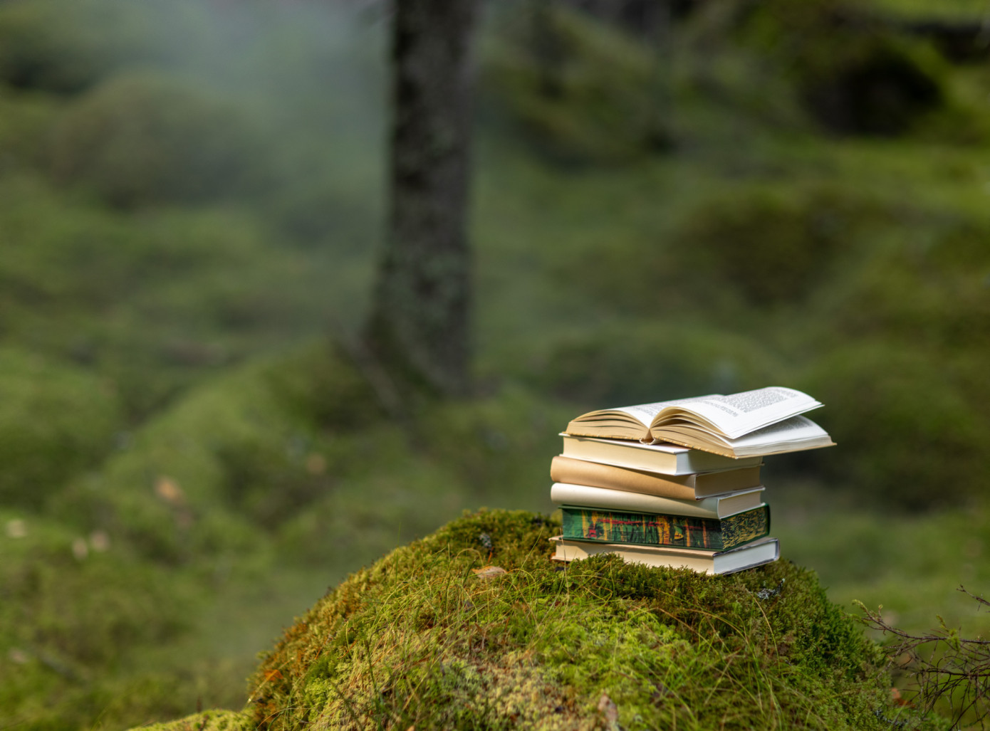 Holmen и SCA обсуждают возможность отказа от FSC-сертификации